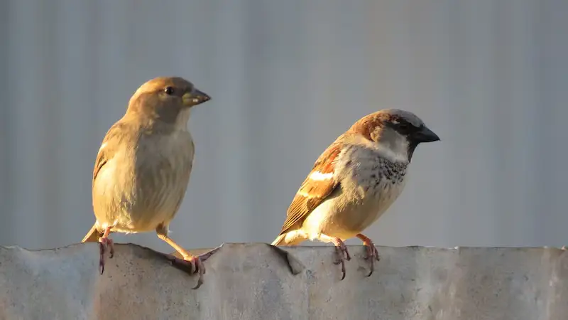 图片[16]| 科技爱好者周刊（第 325 期）：VS Code 编辑器的下一站是 Zed？| 小妖客栈