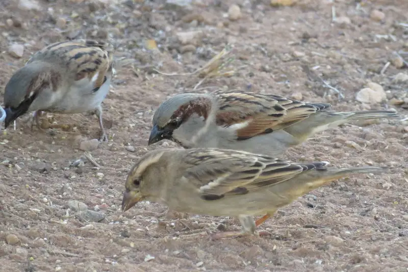 图片[17]| 科技爱好者周刊（第 325 期）：VS Code 编辑器的下一站是 Zed？| 小妖客栈