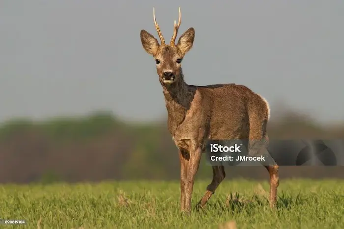 图片[17]| 科技爱好者周刊（第 342 期）：面试的 AI 作弊——用数字人去面试| 小妖客栈