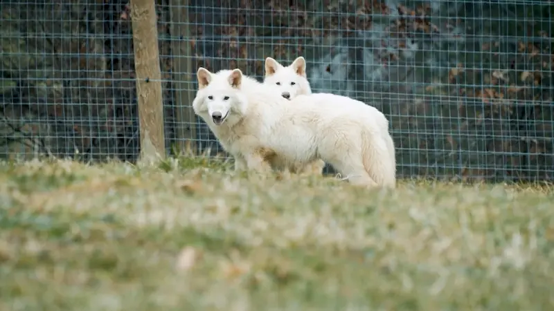 图片[11]| 科技爱好者周刊（第 344 期）：制造业正在“零工化”| 小妖客栈